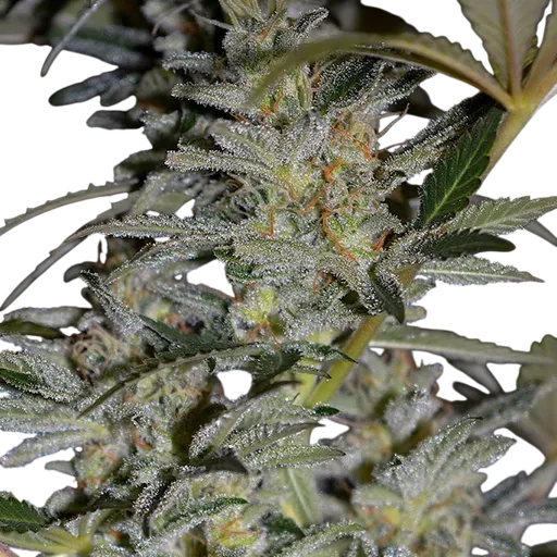 Blueberry Gum #2