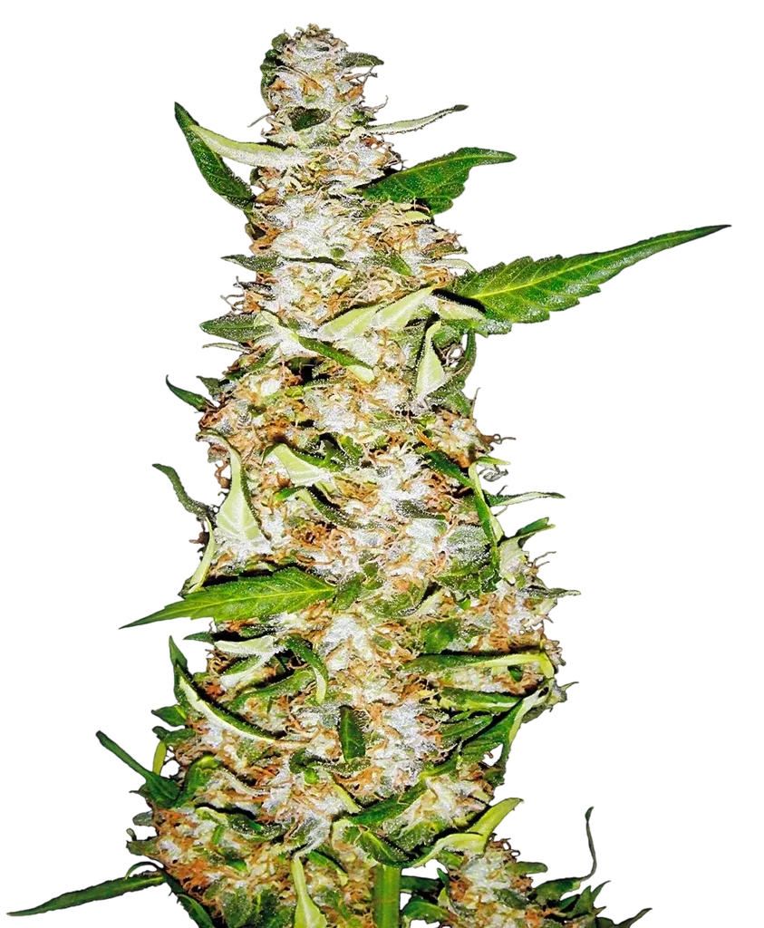 Skunk #1 Auto – Produktansicht