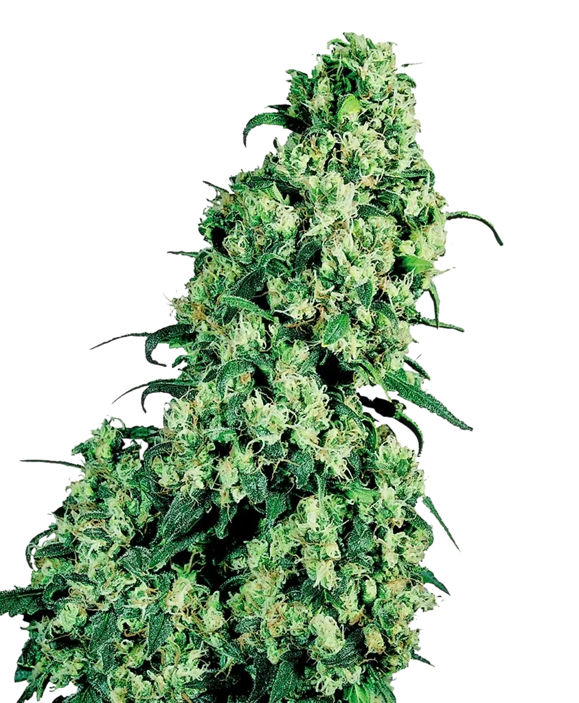 Skunk #1 | PHOTOFEM | Sensi Seeds