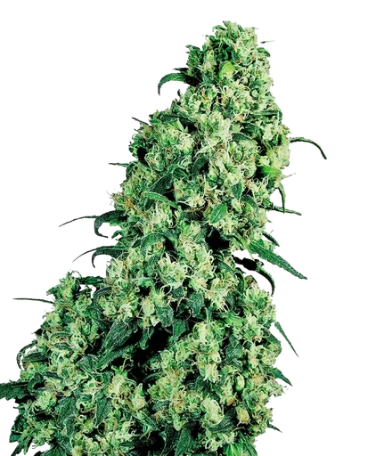 Skunk #1