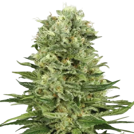 Skunk #1 Auto – Produktansicht