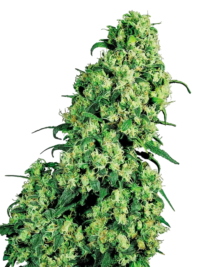 Skunk #1 – Produktansicht