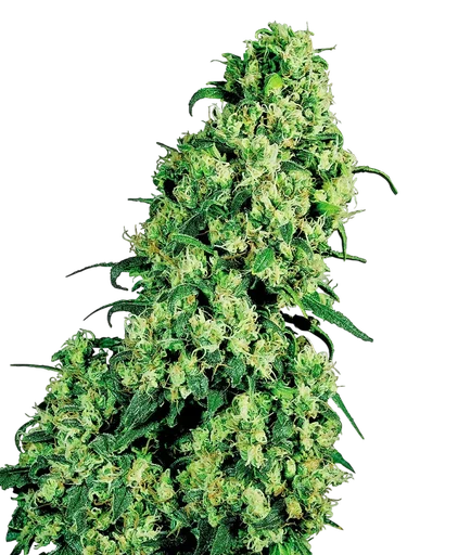 Skunk #1