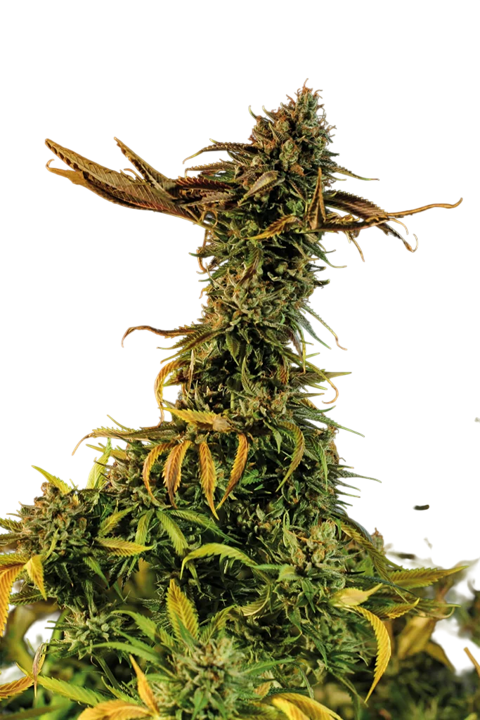 Blueberry Headband – Produktansicht