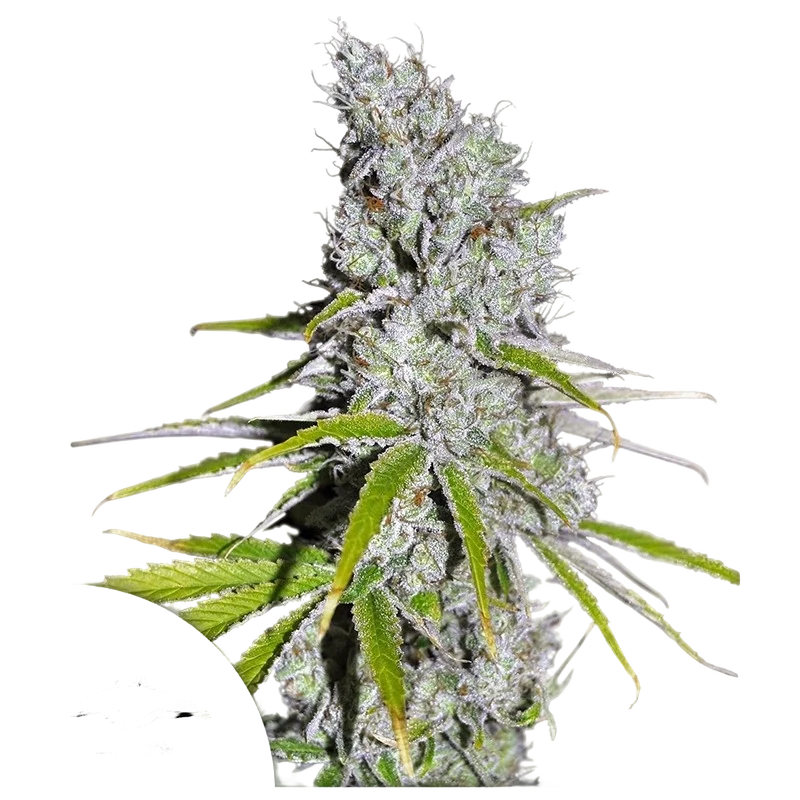 Skunk Haze CBD – Produktansicht