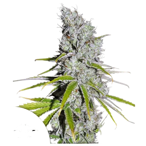 Skunk Haze CBD
