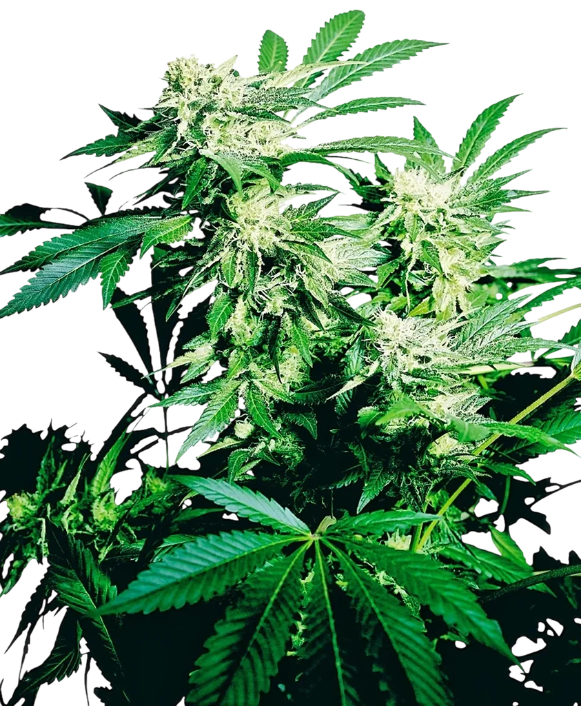 Skunk Kush | PHOTOFEM | Sensi Seeds