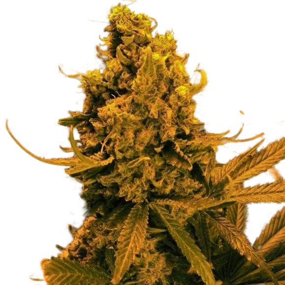 Blueberry Kush Auto – Produktansicht