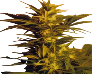 Skunk + (Power Skunk) – Produktansicht