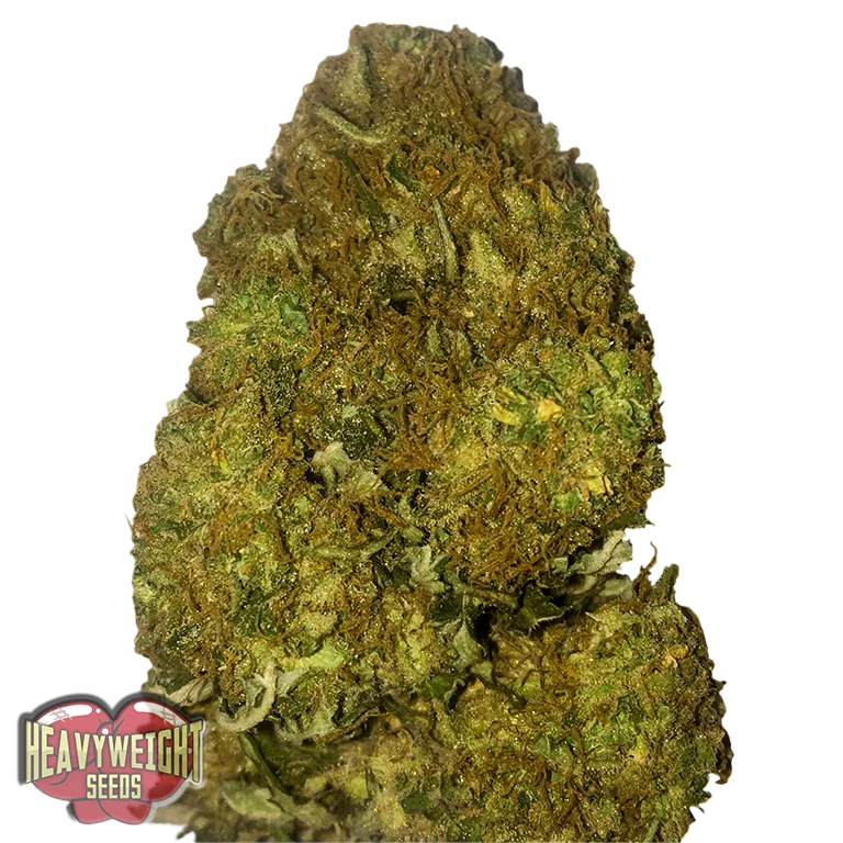 Skunky Monkey Auto – Produktansicht