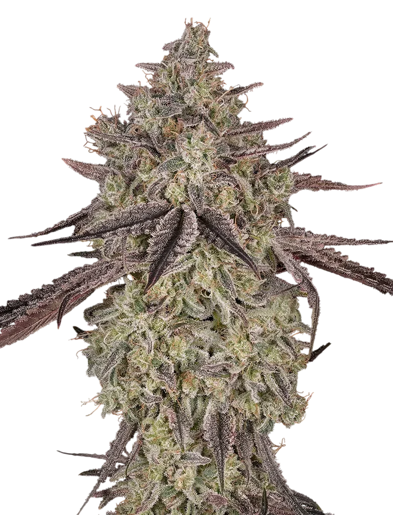 Skywalker Auto – Produktansicht