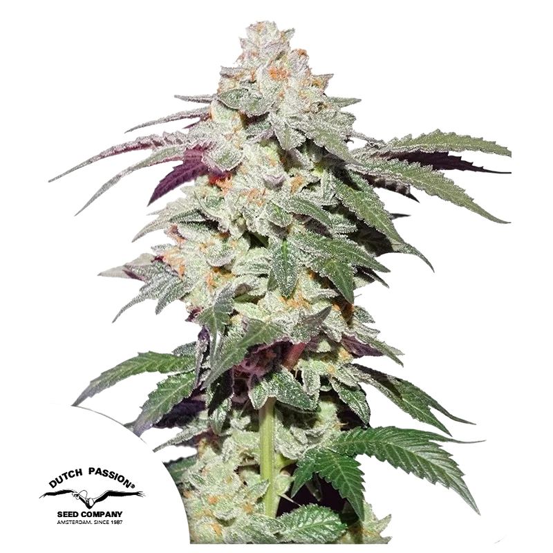 Skywalker Haze – Produktansicht