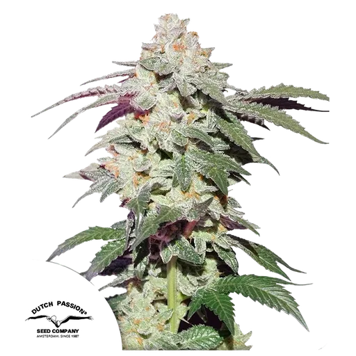 Skywalker Haze | PHOTOFEM | Dutch Passion