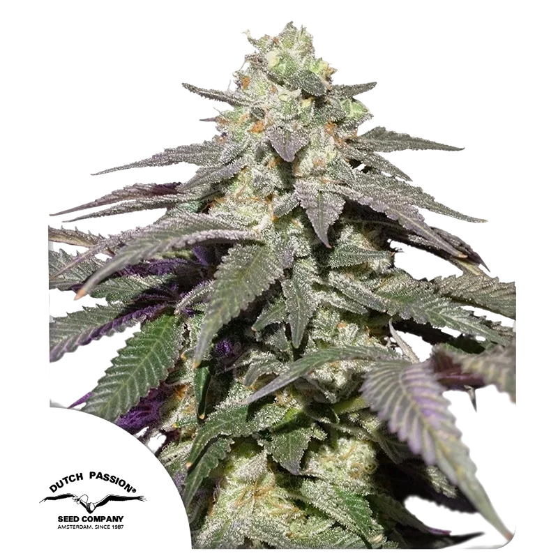 Skywalker Haze Auto – Produktansicht