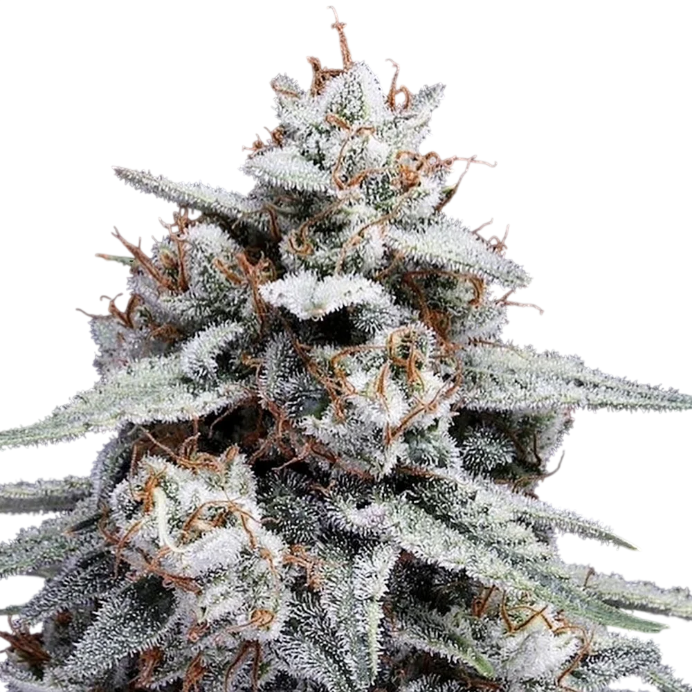 Skywalker Kush Auto – Produktansicht