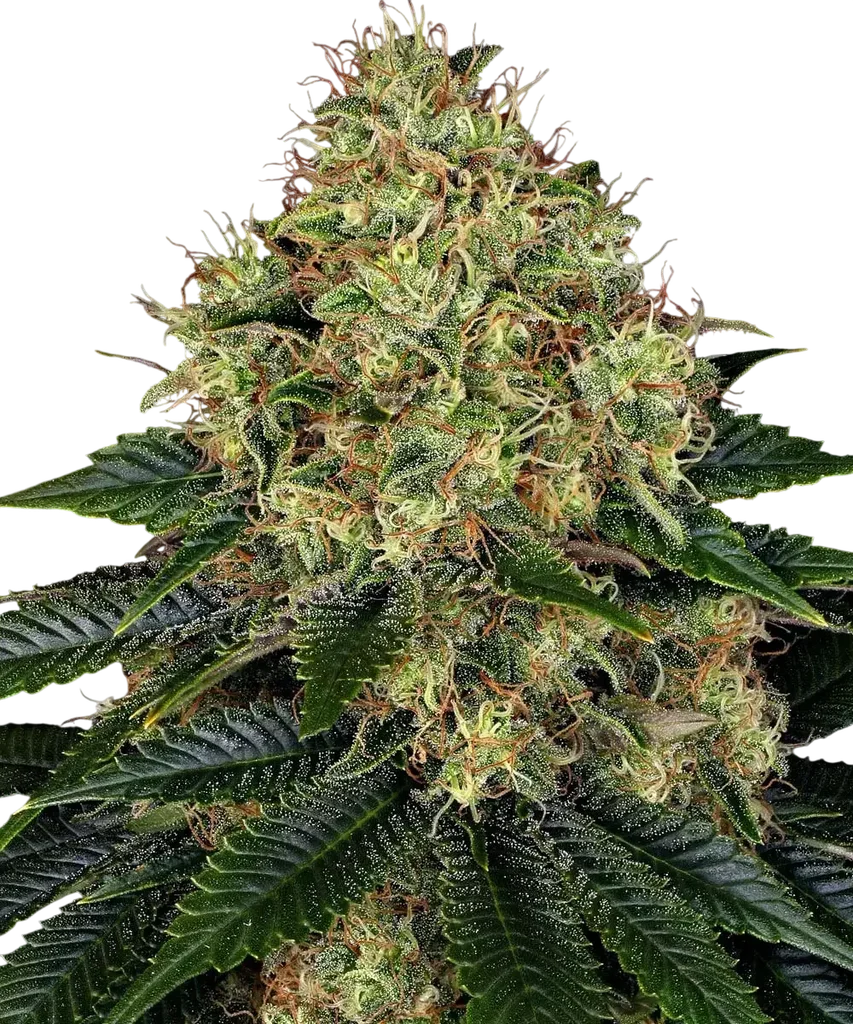 Skywalker OG Auto – Produktansicht