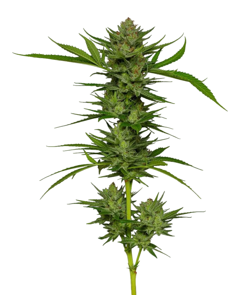 Slightly Stoopid Fruits | PHOTOFEM | Humboldt Seed Co.