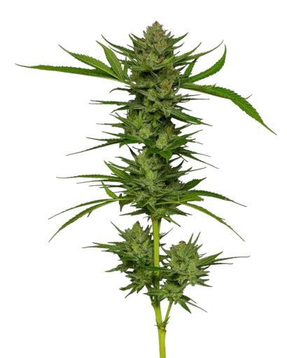 Slightly Stoopid Fruits