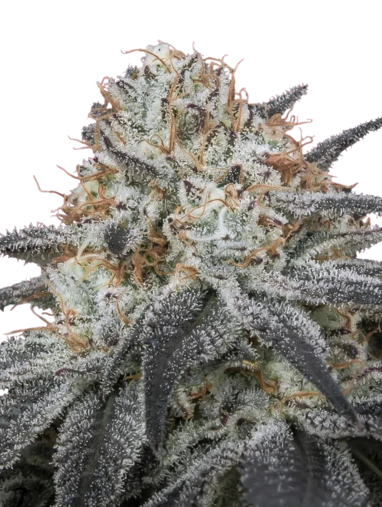 Slurricane Auto – Produktansicht