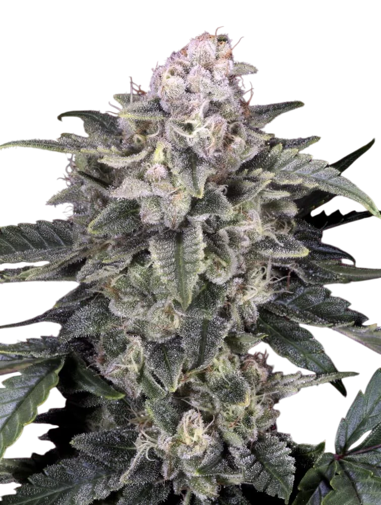 Slurricane – Produktansicht