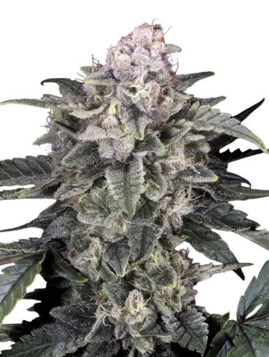 Slurricane