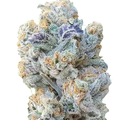 Slurricane | PHOTOFEM | In House Genetics