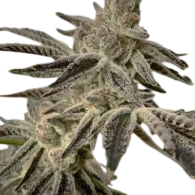 Slurricane IX | PHOTOFEM | In House Genetics