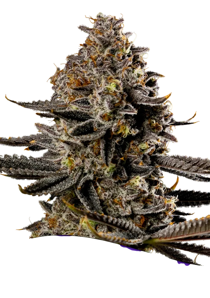Smashberry Fumez Auto – Produktansicht