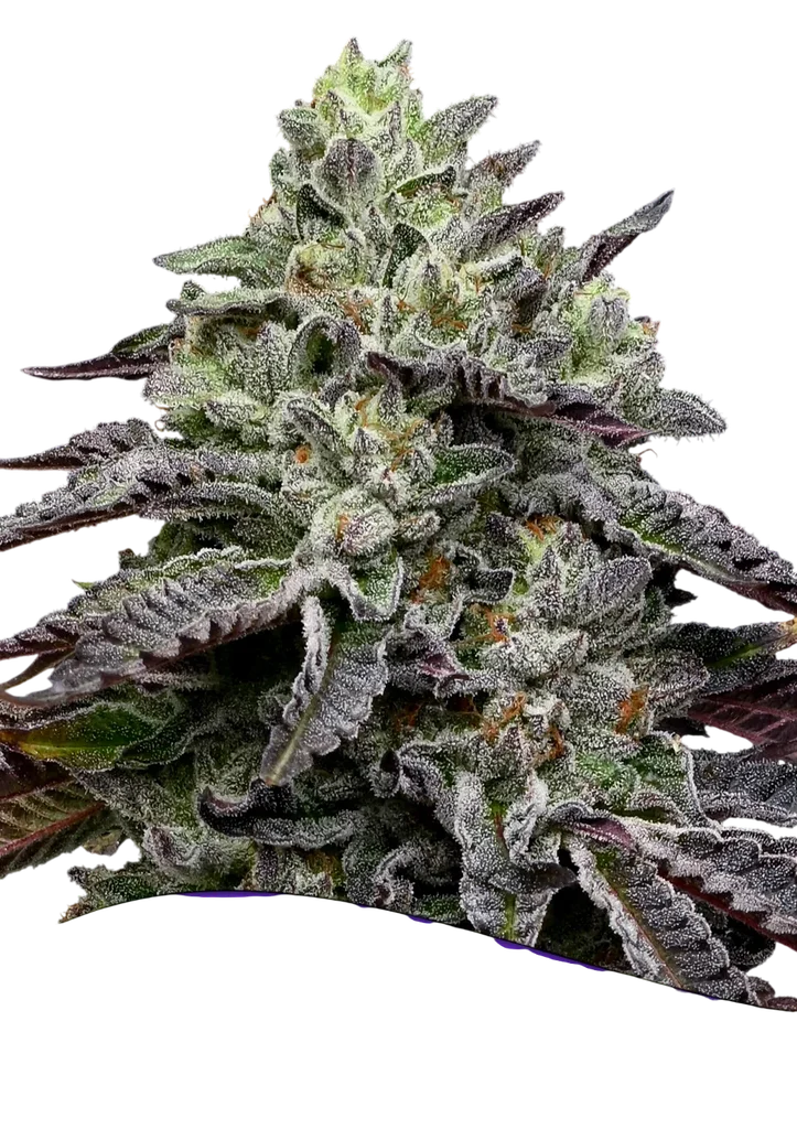 Smashberry Fumez – Produktansicht