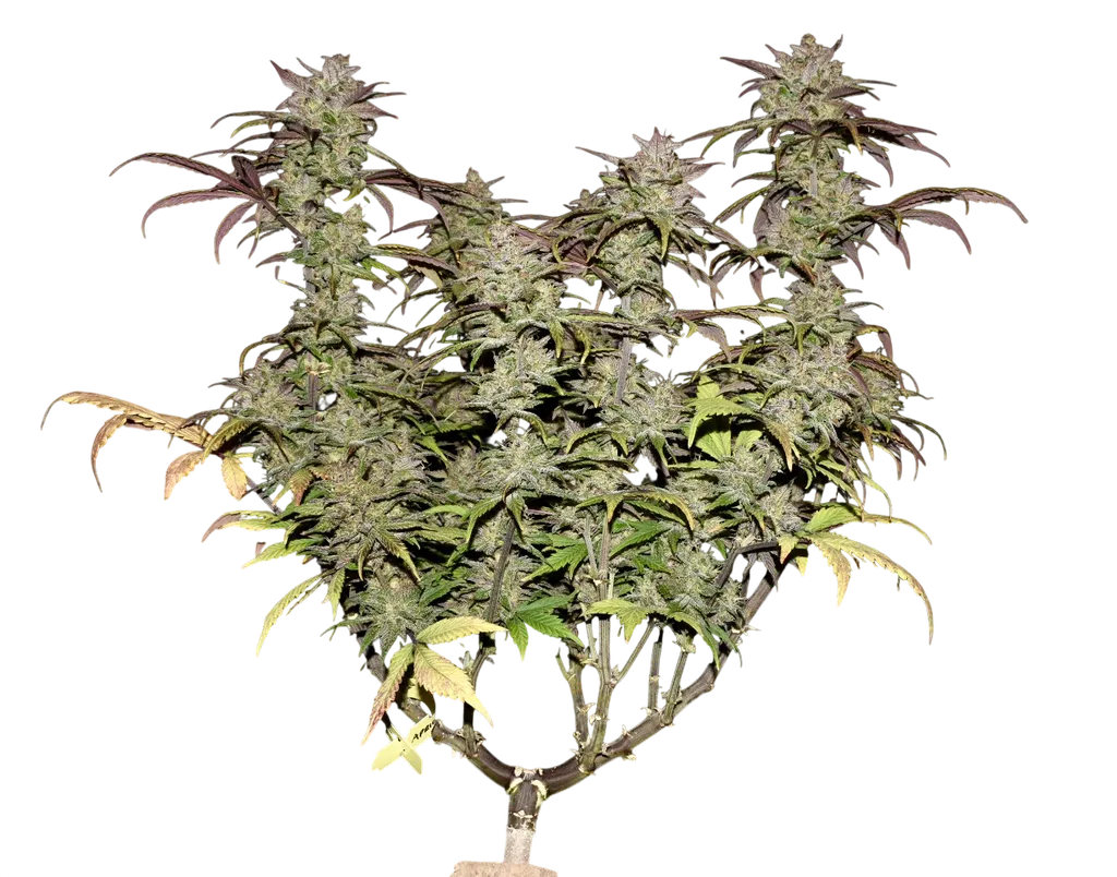 Smoothie Auto | AUTOFEM | Fast Buds