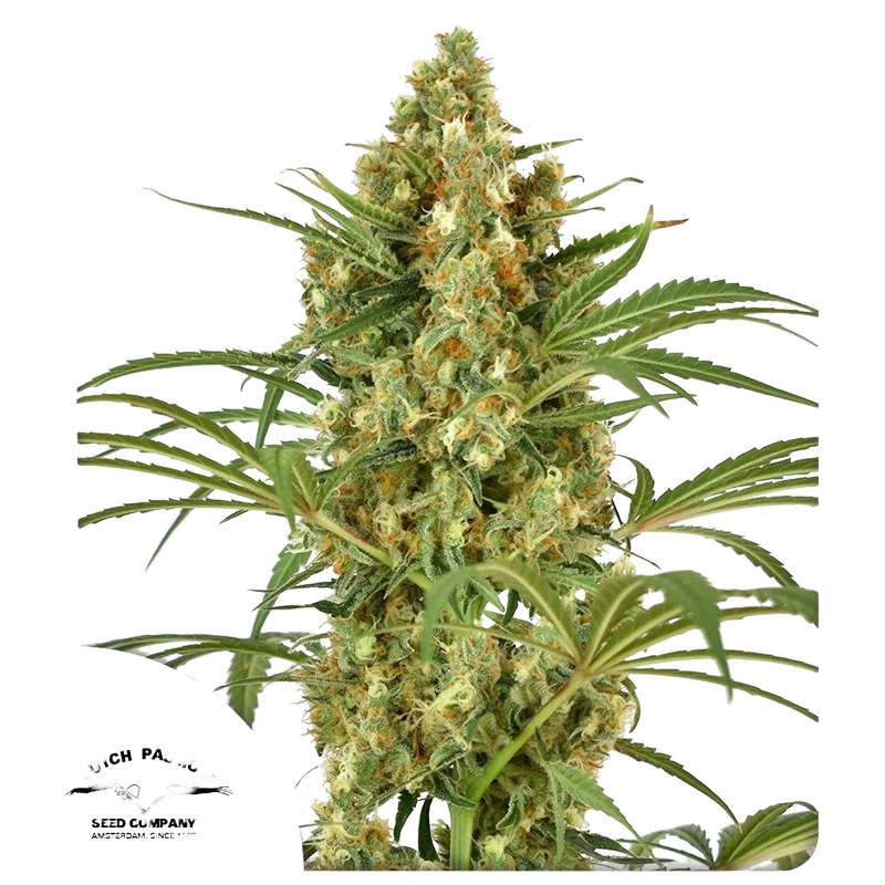 Snow Bud – Produktansicht