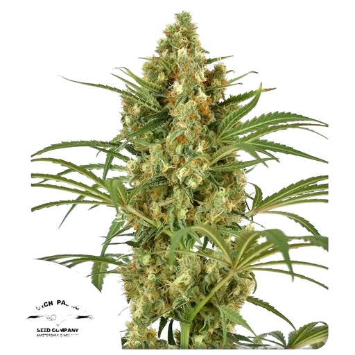 Snow Bud | PHOTOFEM | Dutch Passion