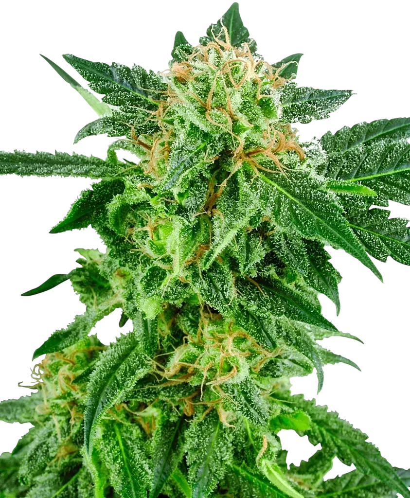 Snow Ryder Auto – Produktansicht