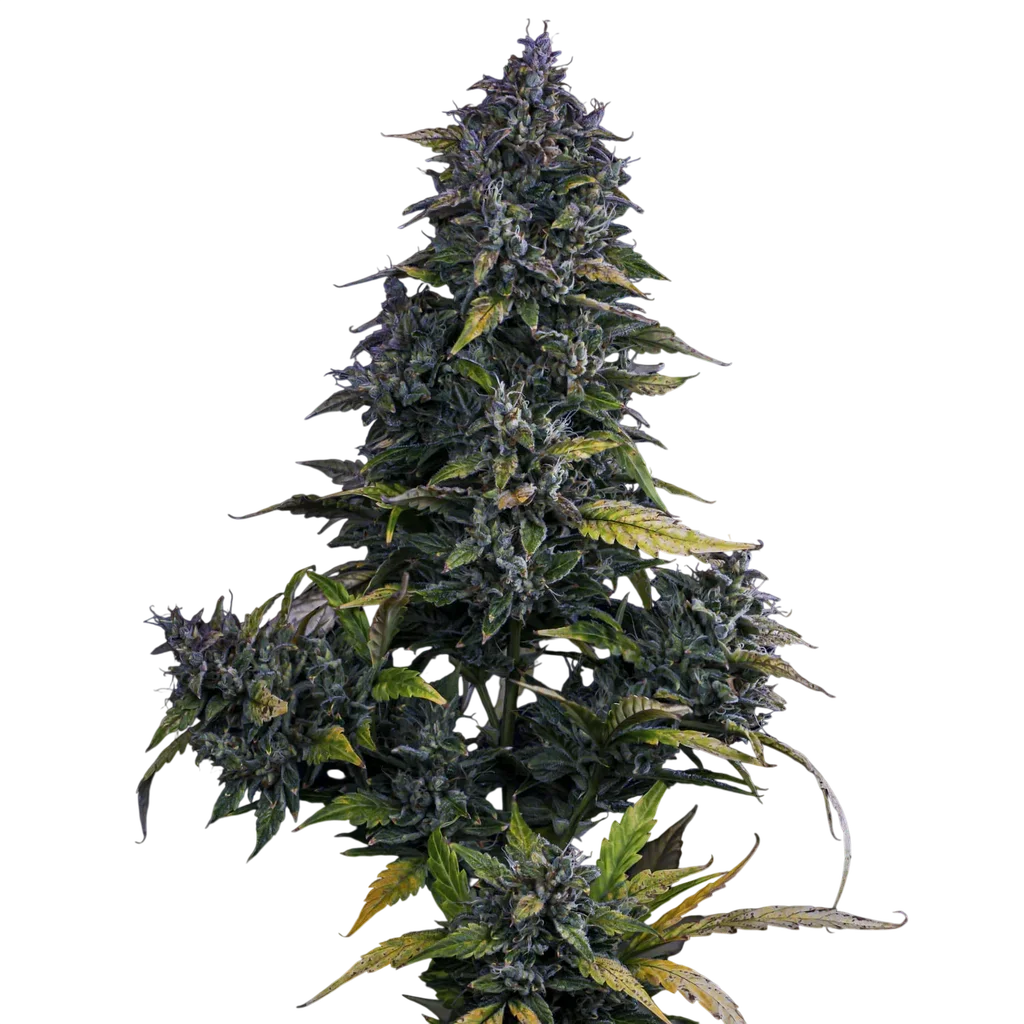 S.O.D.K Auto | AUTOFEM | Mephisto Genetics
