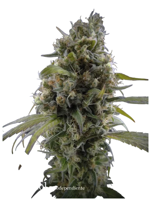 Solodiol Classic CBD – Produktansicht