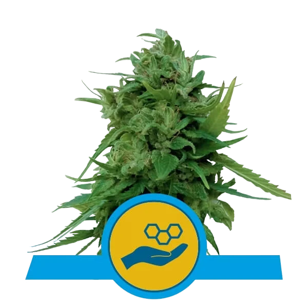Solomatic CBD Auto – Produktansicht