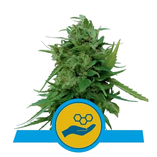 Solomatic CBD | AUTOFEM | Royal Queen Seeds