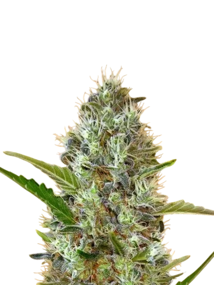 Somango Auto – Produktansicht