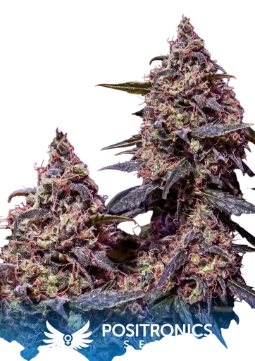 Somango #47