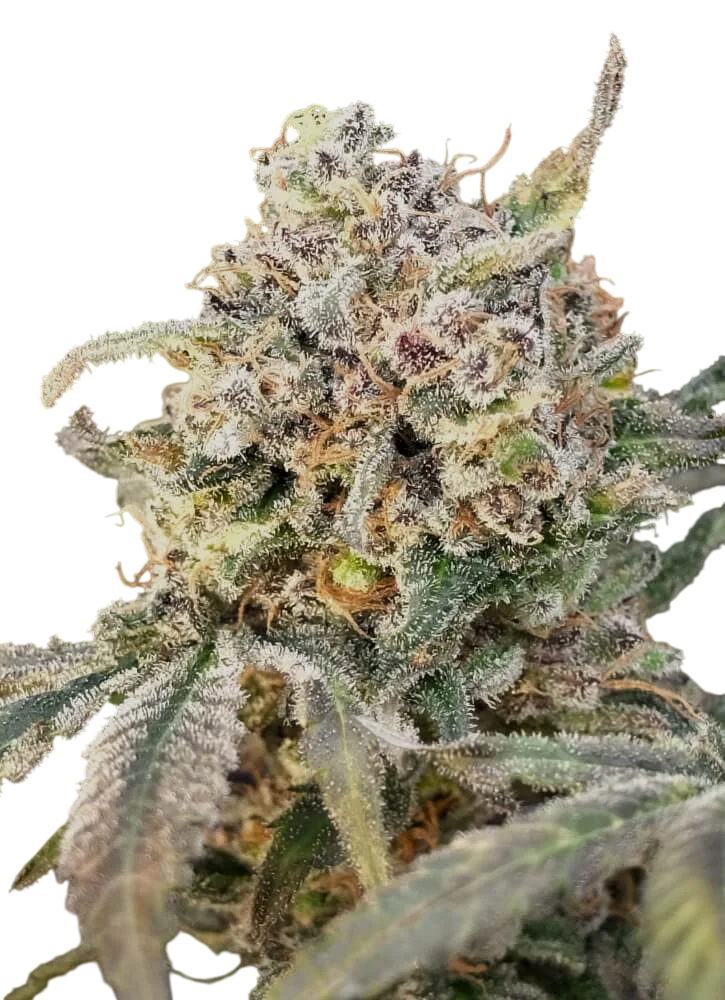 Somango Glue Auto – Produktansicht