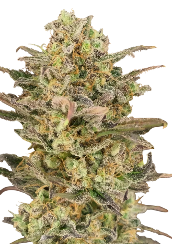 Somango Glue – Produktansicht