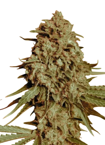 Somango Widow – Produktansicht