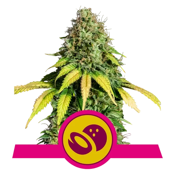 Somango XL – Produktansicht