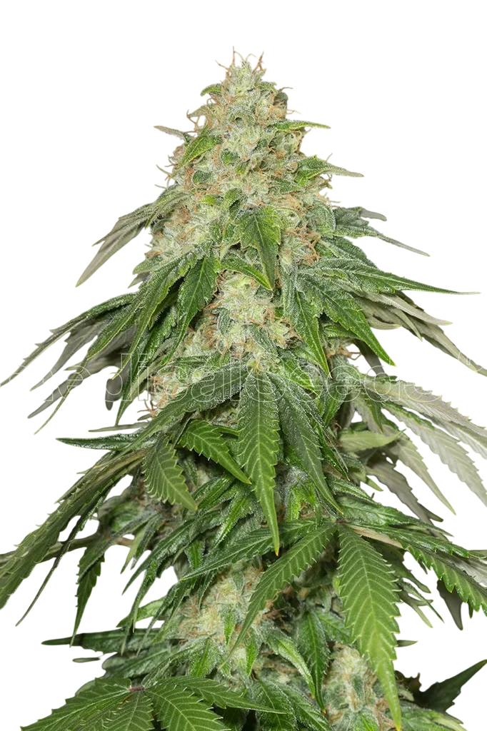 Some Sweet – Produktansicht