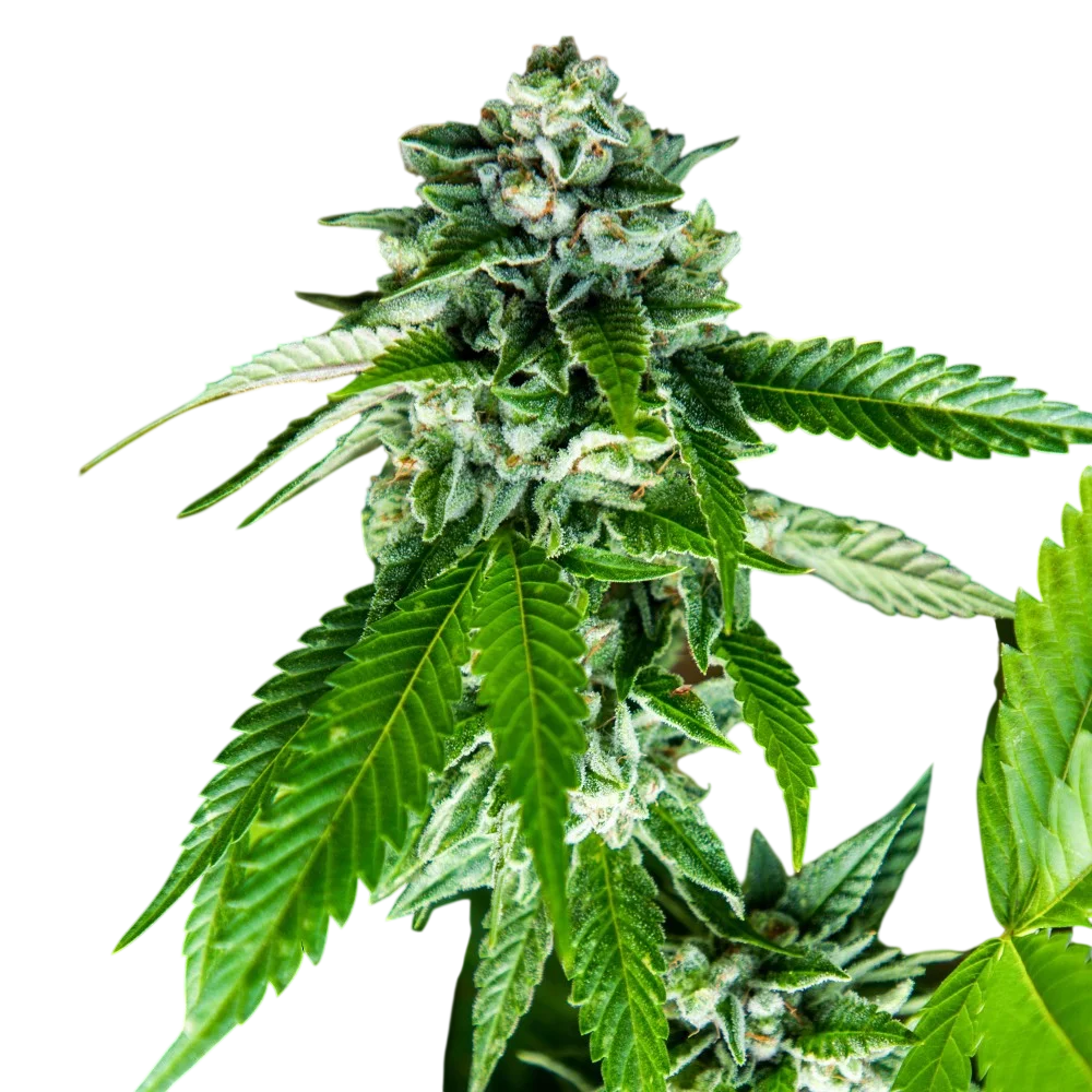 Sorbet Dreams | PHOTOFEM | DNA Genetics