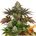 Biscotti | PHOTOFEM | Barneys Farm