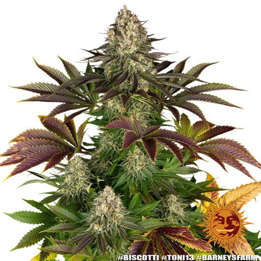 Biscotti | PHOTOFEM | Barneys Farm