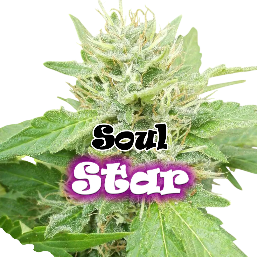 Soul Star – Produktansicht