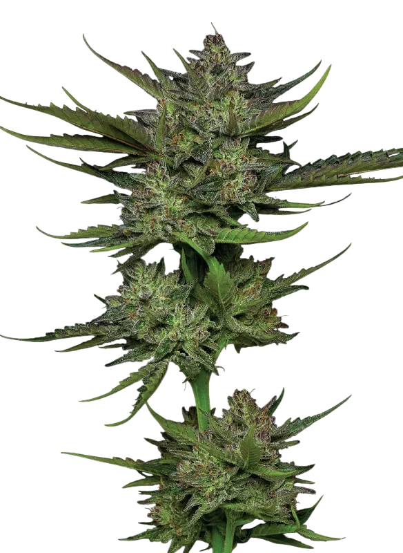 Sour Apple Auto – Produktansicht