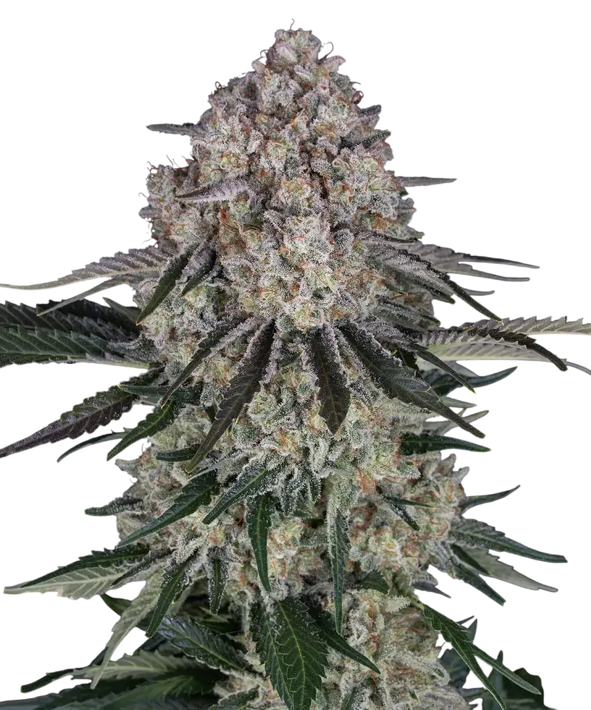 Sour Diesel Auto | AUTOFEM | Barneys Farm